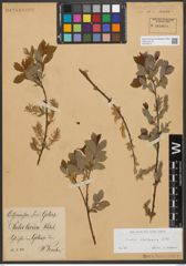 Foto von Salix starkeana Willd.